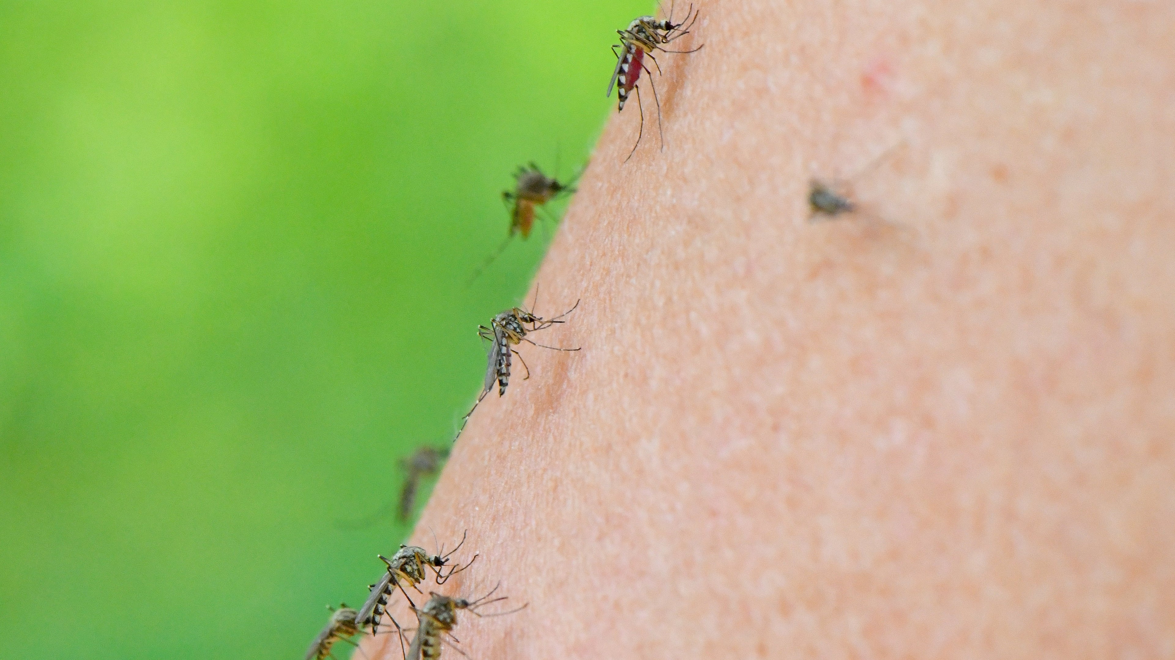 Insektenschutz Bekleidung